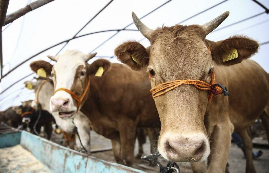 Kurban ibadetiyle ilgili doğru bilinen yanlışlar - Resim: 14